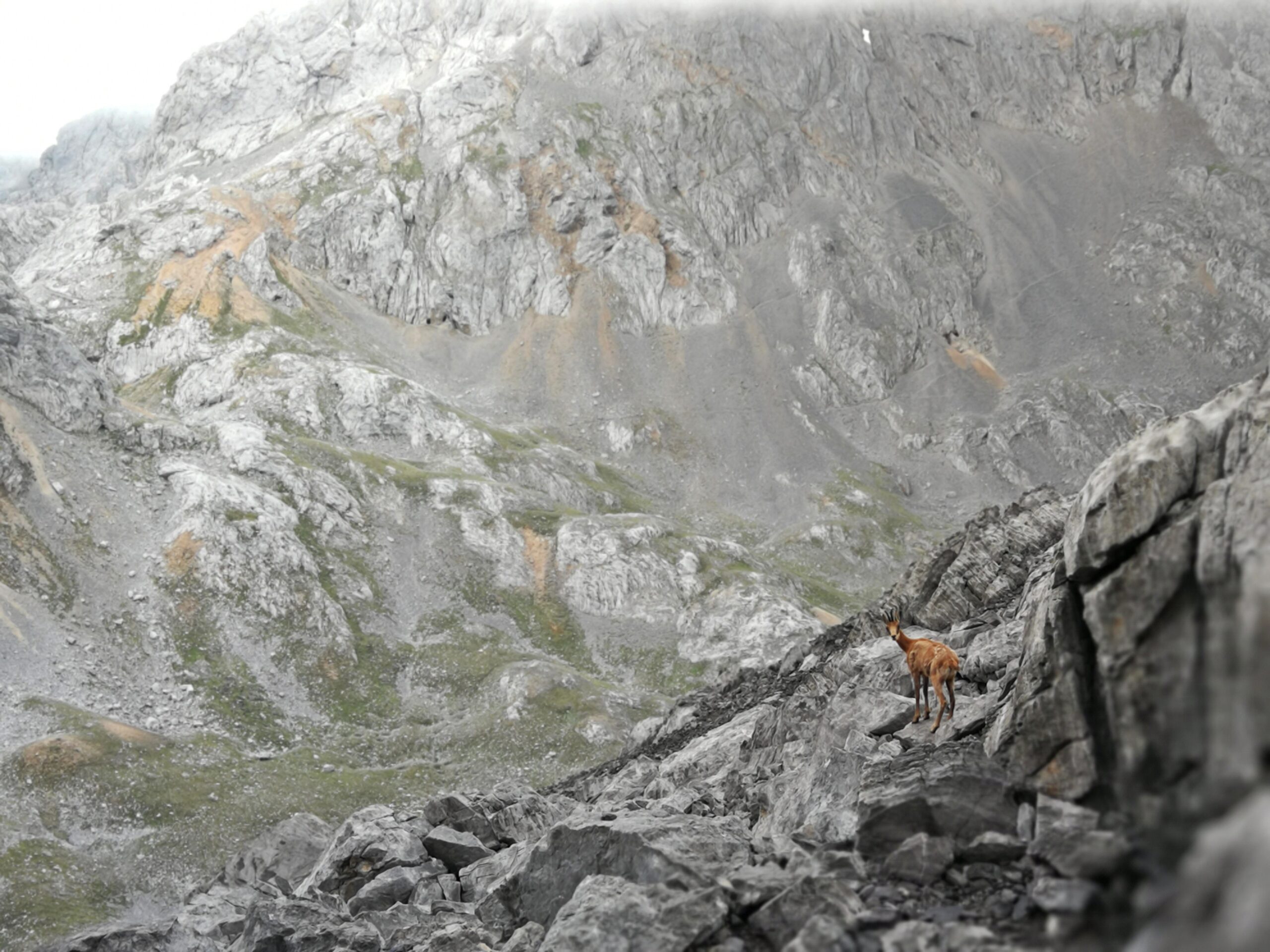 Rebeco en Picos de Europa
