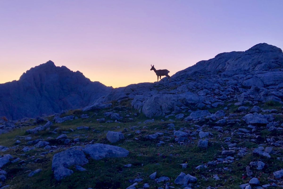 Rebeco Picos de Europa